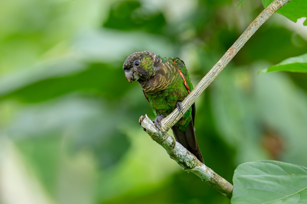 Maroon-tailed Parakeet (Choco) - ML631880367
