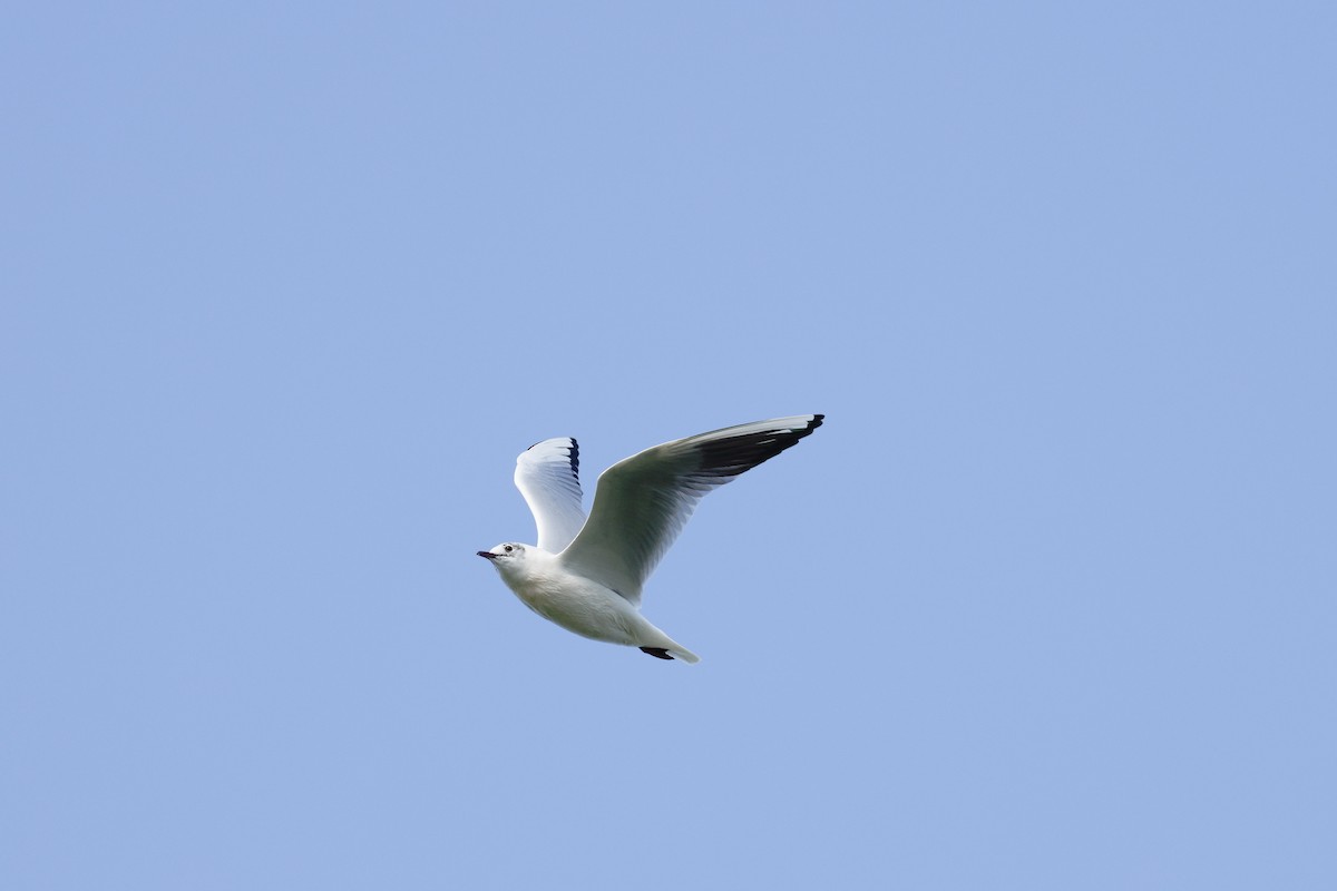 Gaviota Reidora - ML631880383