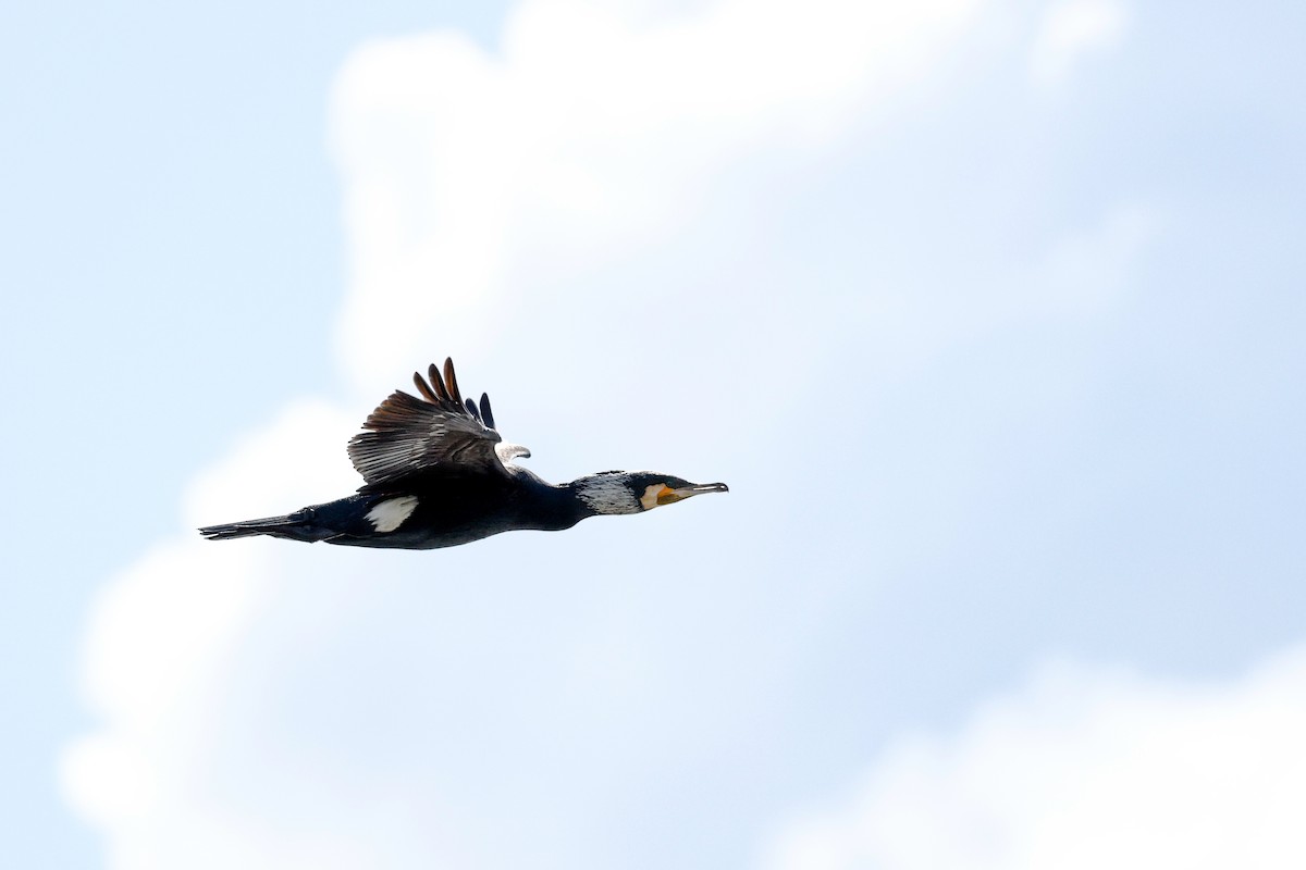 Cormorán Grande - ML631880397
