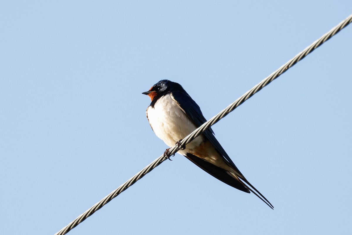 Golondrina Común - ML631880434