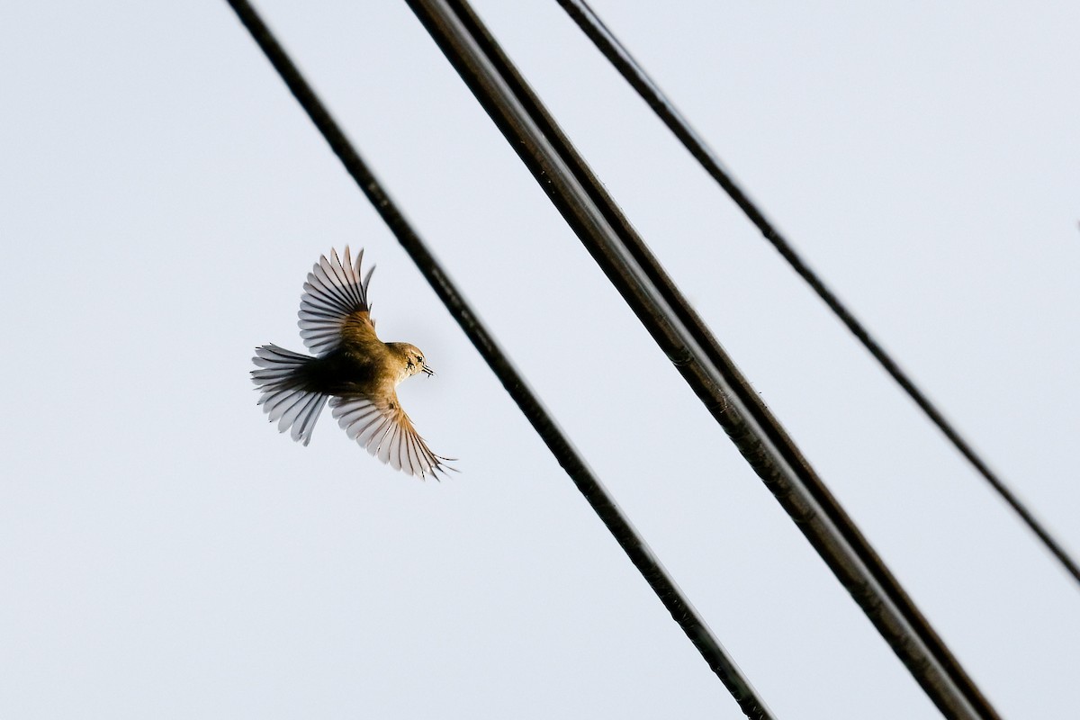 Mosquitero Común - ML631880456
