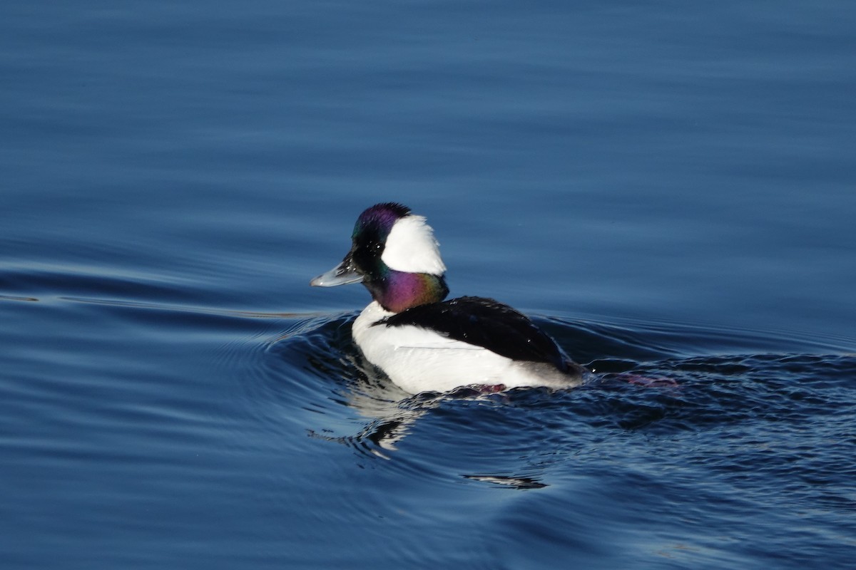 Bufflehead - ML631880545