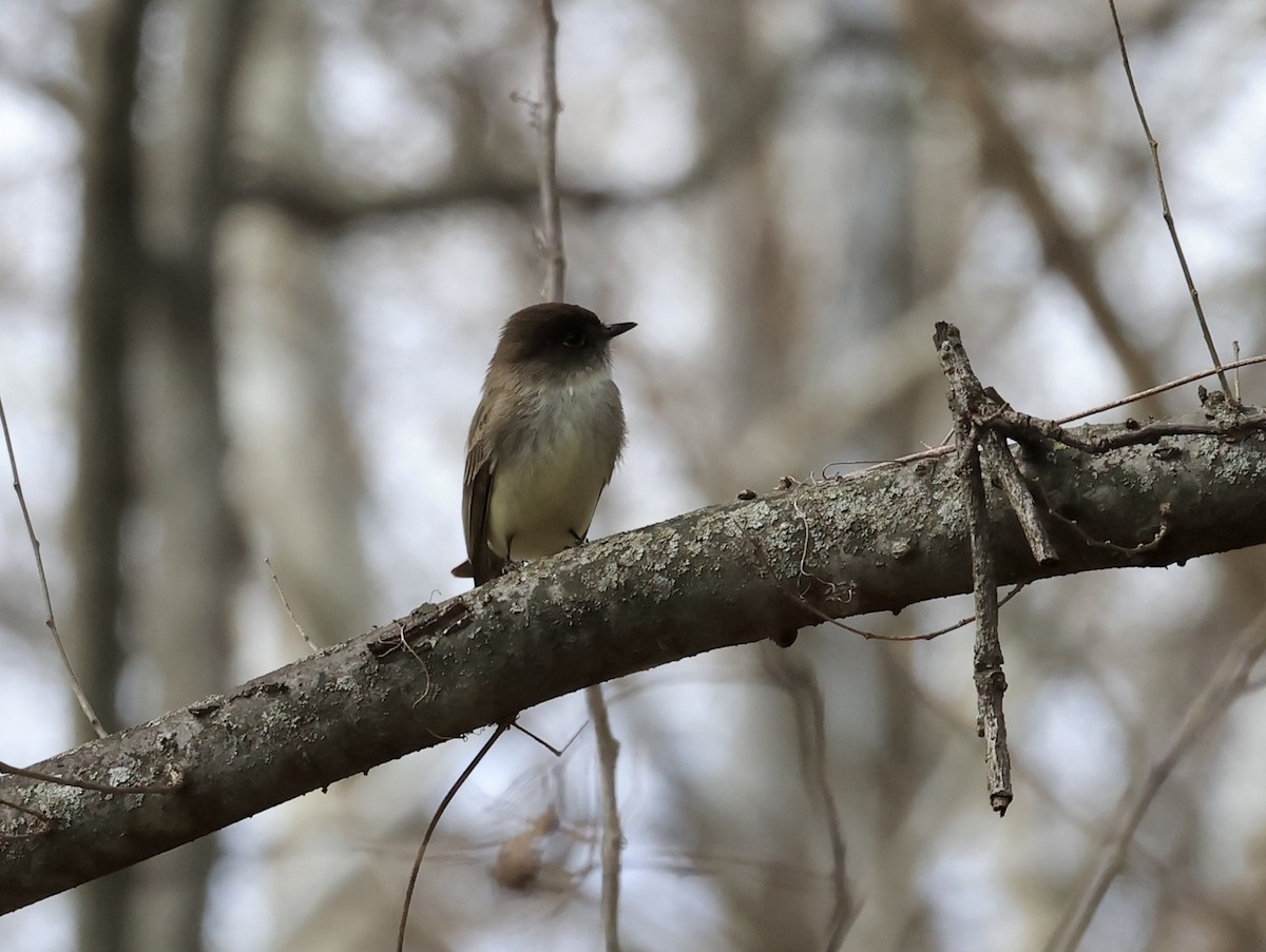 Eastern Phoebe - ML631880608