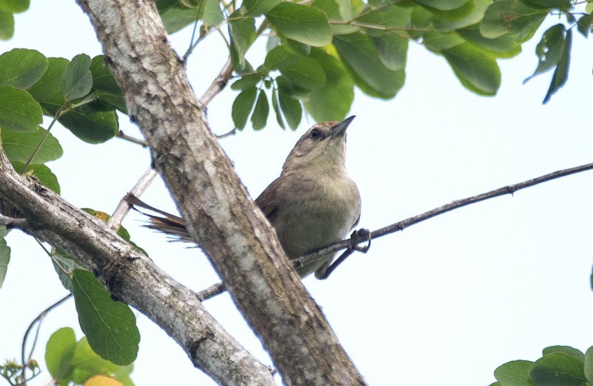 Rufous-fronted Thornbird (Rufous-winged) - ML631880609