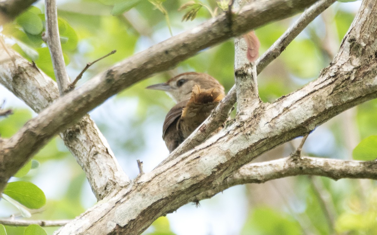Rufous-fronted Thornbird (Rufous-winged) - ML631880610