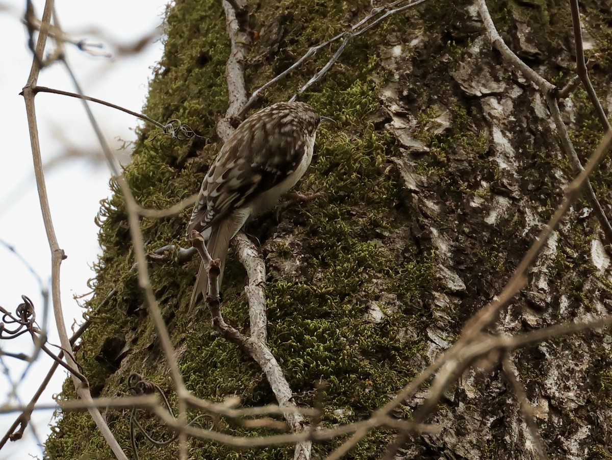 Brown Creeper - ML631880616
