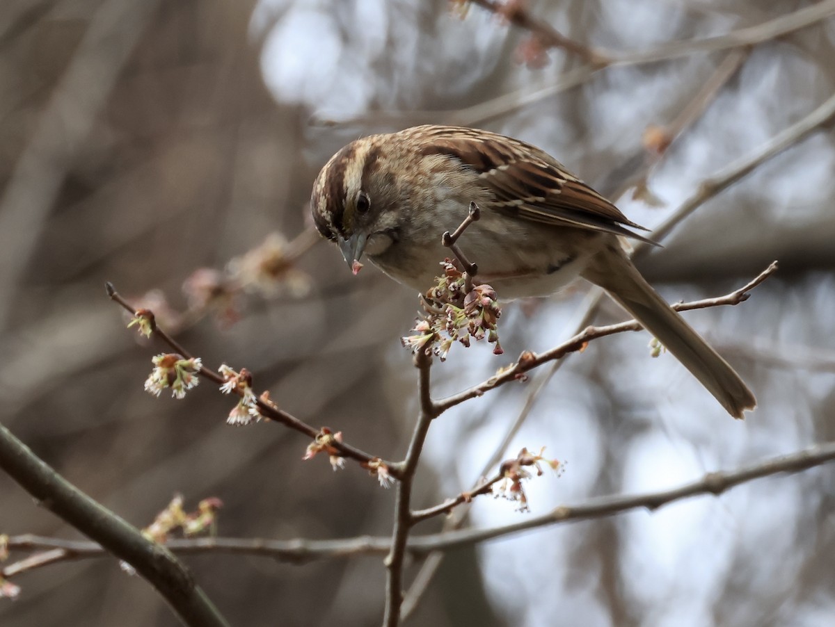 White-throated Sparrow - ML631880624