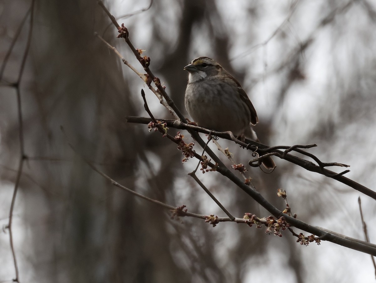 White-throated Sparrow - ML631880625