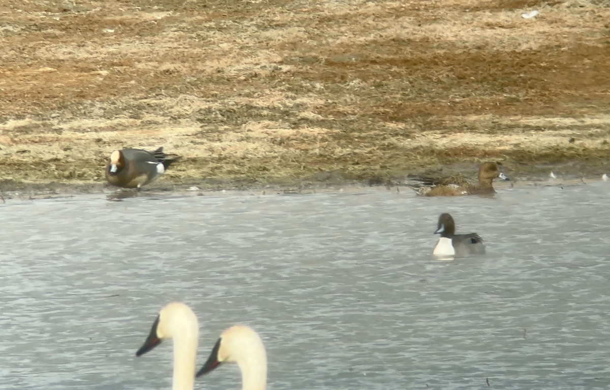 Eurasian Wigeon - ML631880728