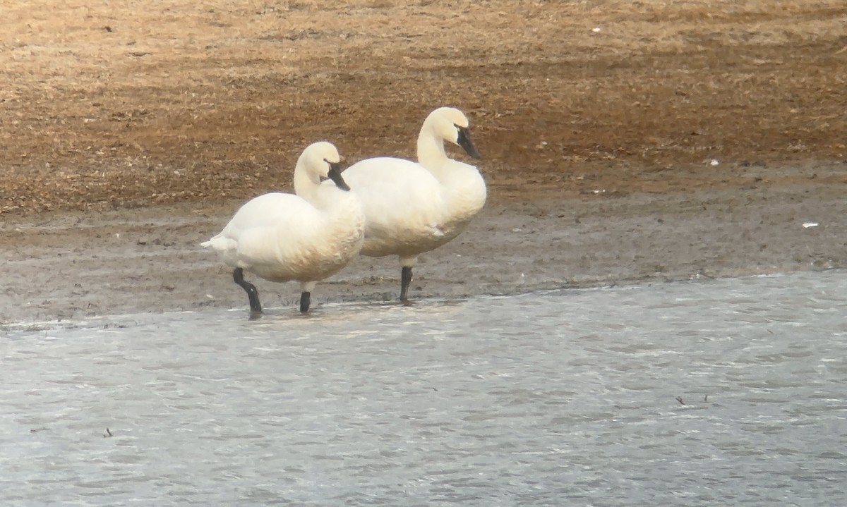 Tundra Swan (Whistling) - ML631880733