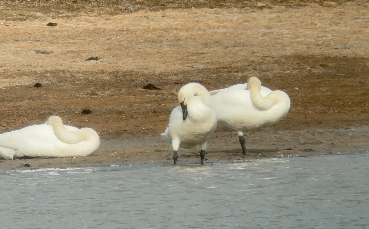 Tundra Swan (Whistling) - ML631880734