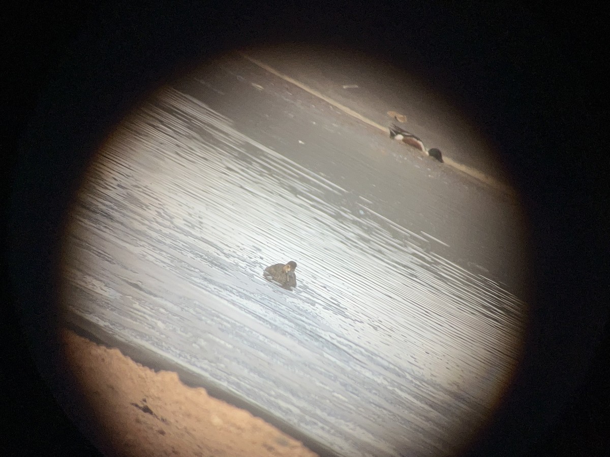 Redhead - ML631880751