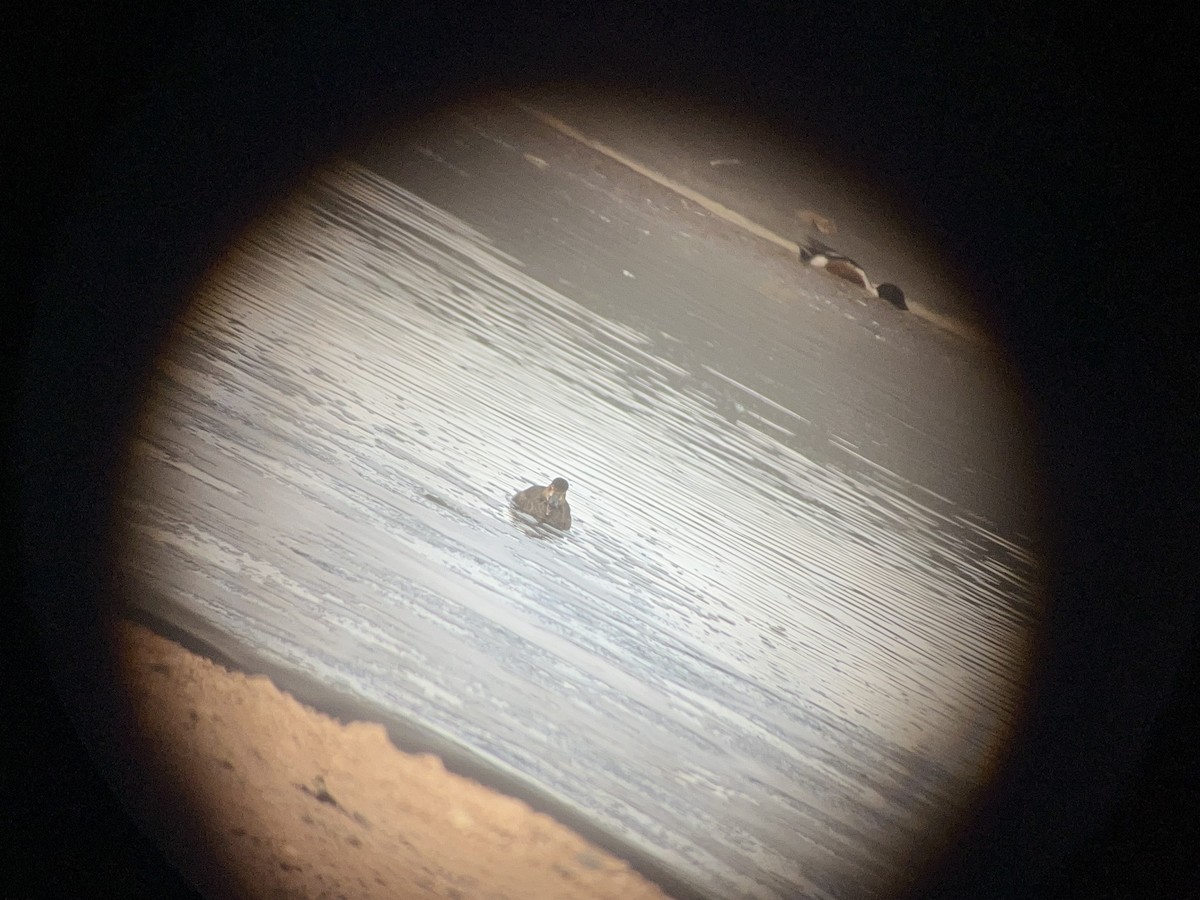 Redhead - ML631880752