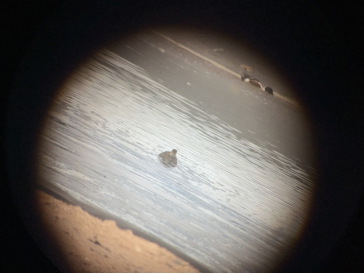 Redhead - ML631880753