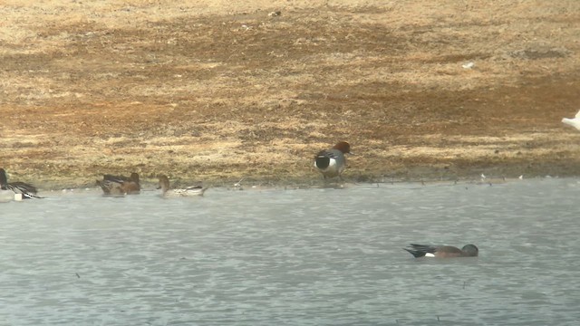 Eurasian Wigeon - ML631880791