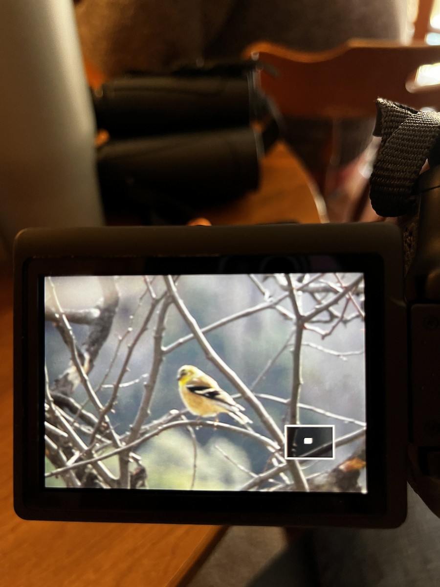 gulstillits - ML631880868