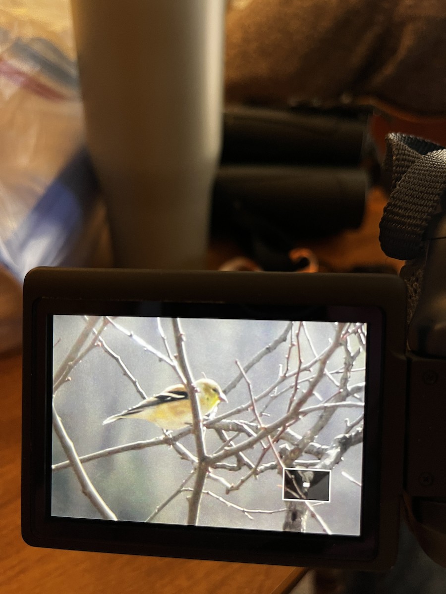 gulstillits - ML631880869