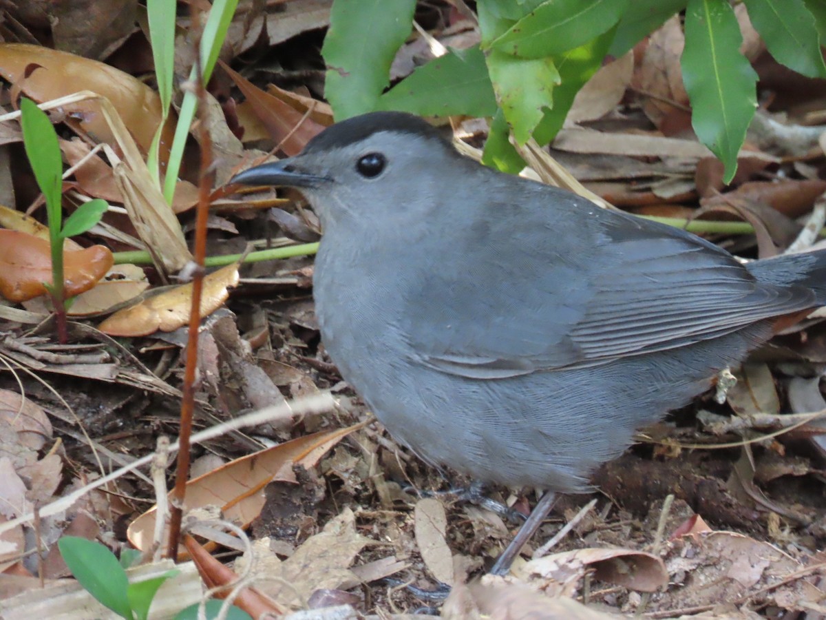 Gray Catbird - ML631880929