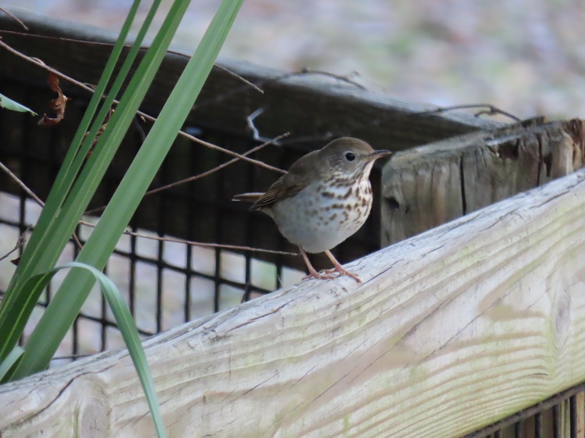 Hermit Thrush - ML631880953