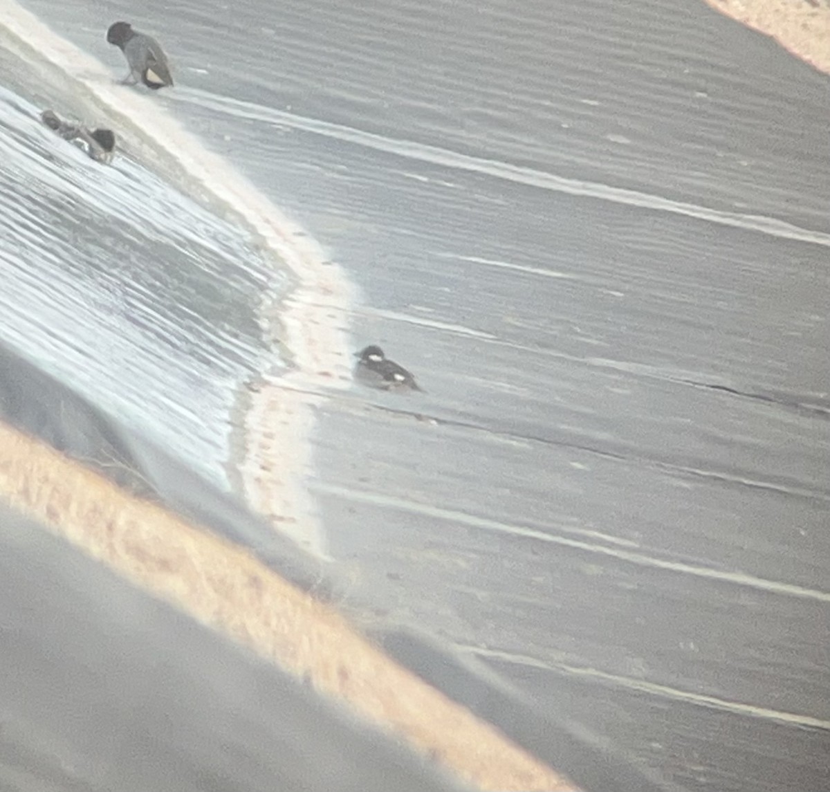 Bufflehead - ML631880963