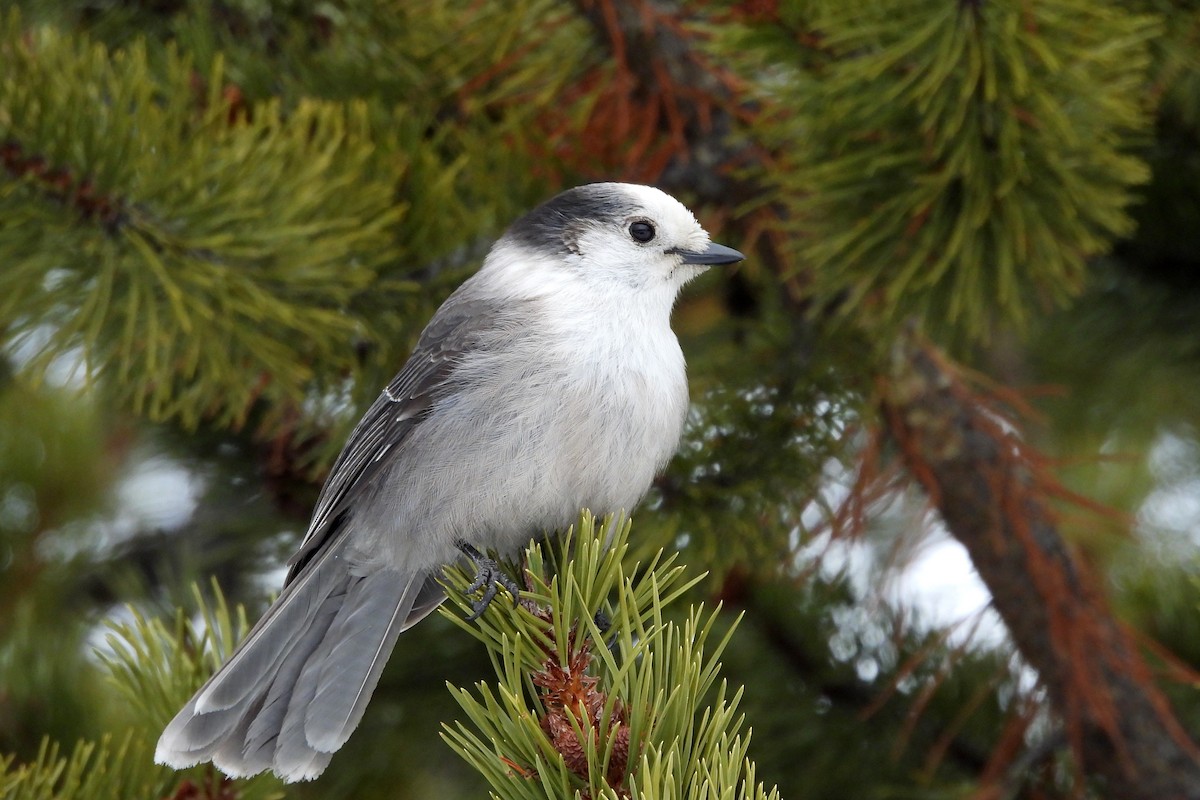 Canada Jay - ML631881183