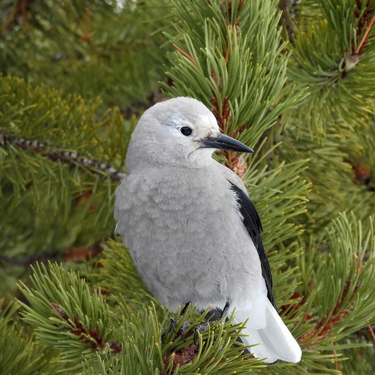 Clark's Nutcracker - ML631881308