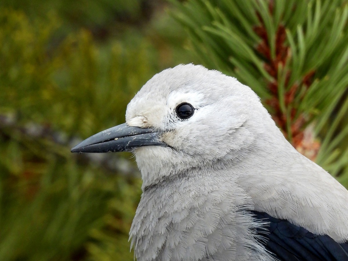 Clark's Nutcracker - ML631881320