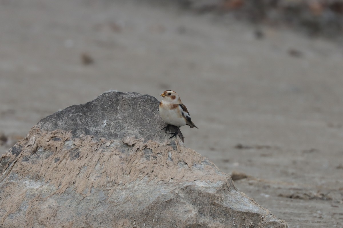 Snow Bunting - ML631881337