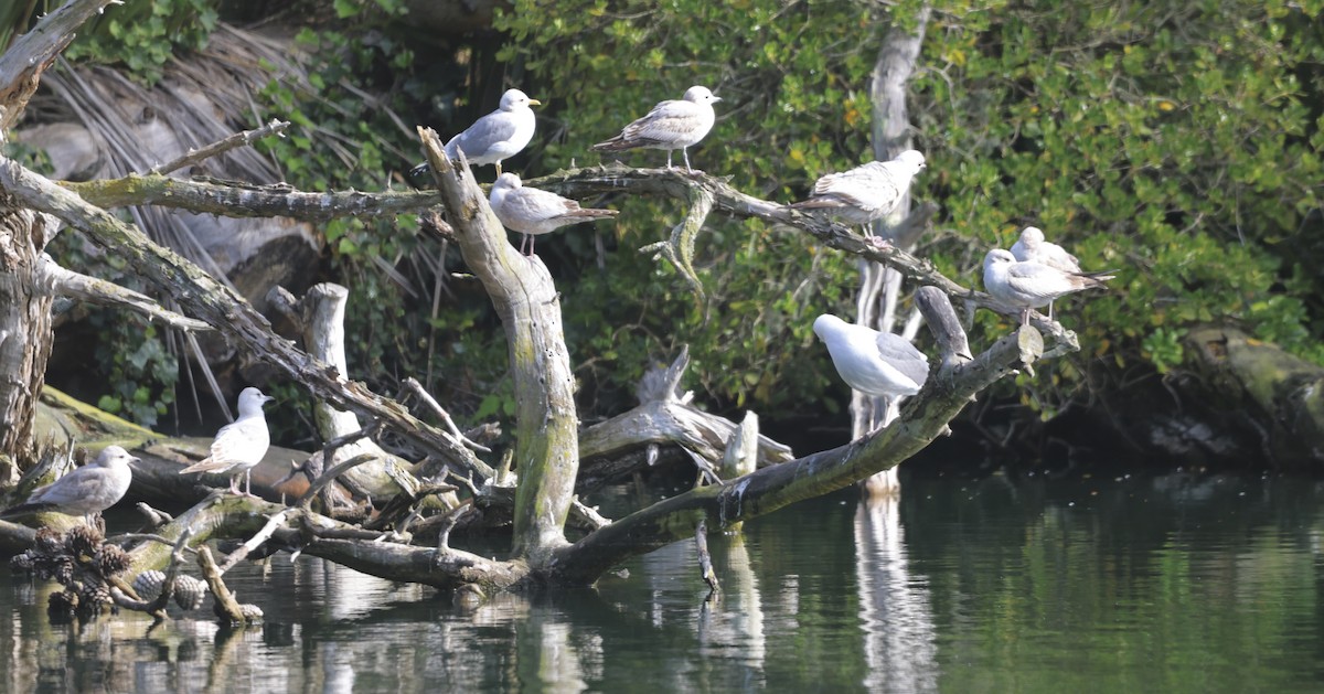 Short-billed Gull - ML631881436