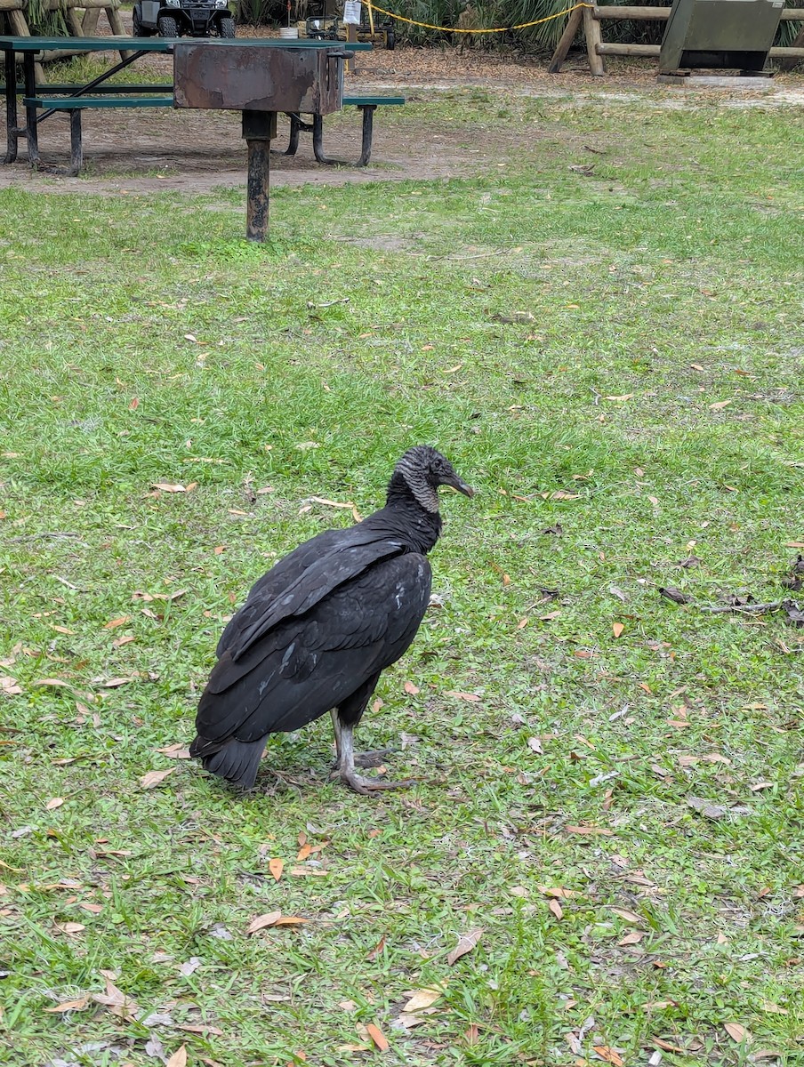 Black Vulture - ML631881466