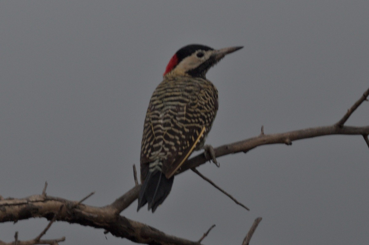 Green-barred Woodpecker - ML631881577