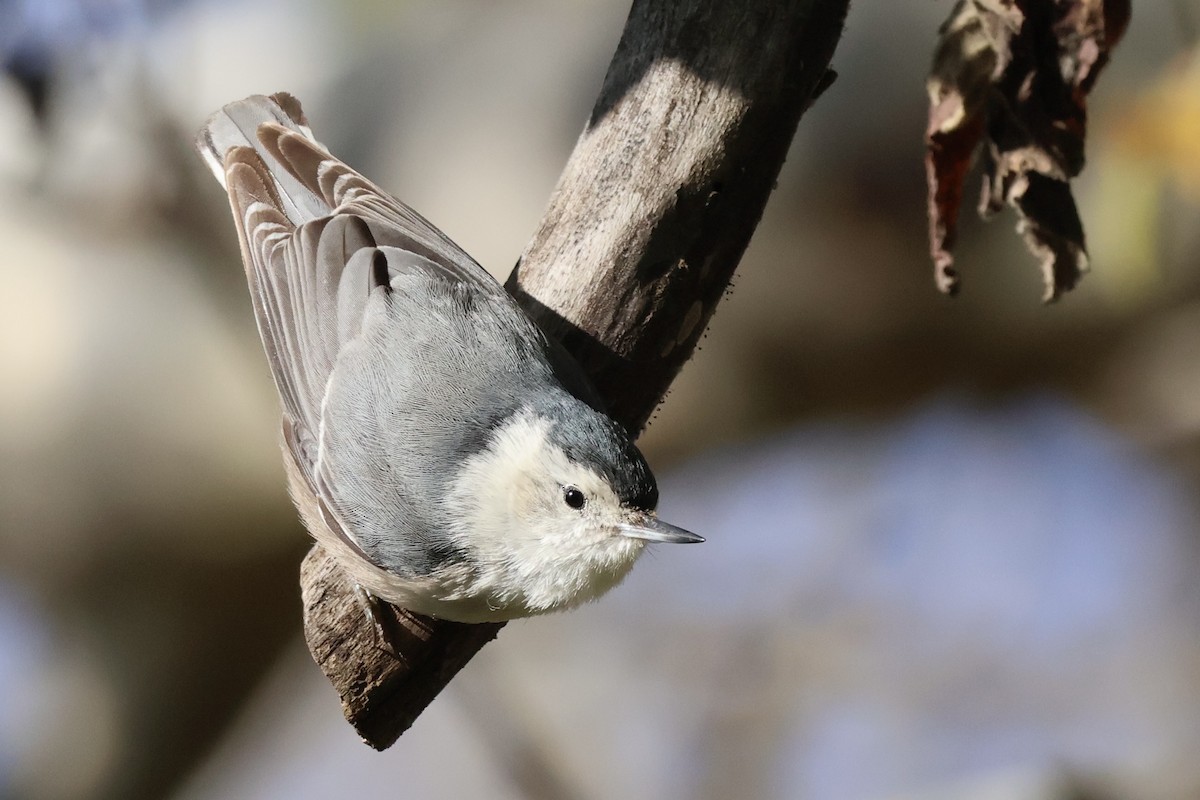 White-breasted Nuthatch - ML631881680