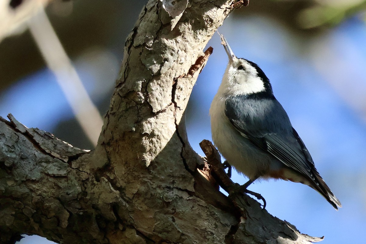 White-breasted Nuthatch - ML631881681