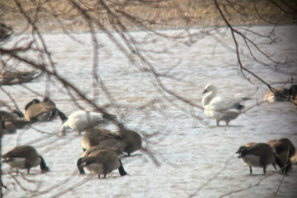 Snow Goose - ML631881708