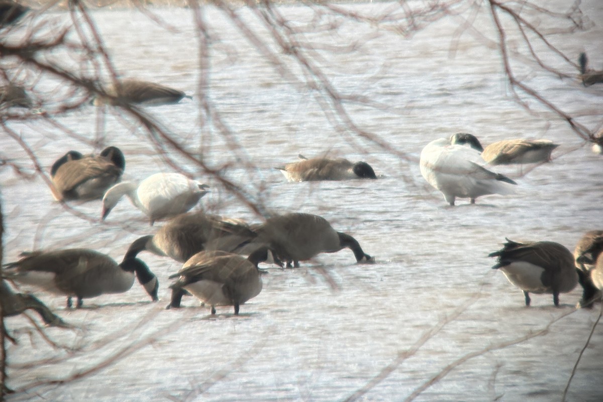 Snow Goose - ML631881709