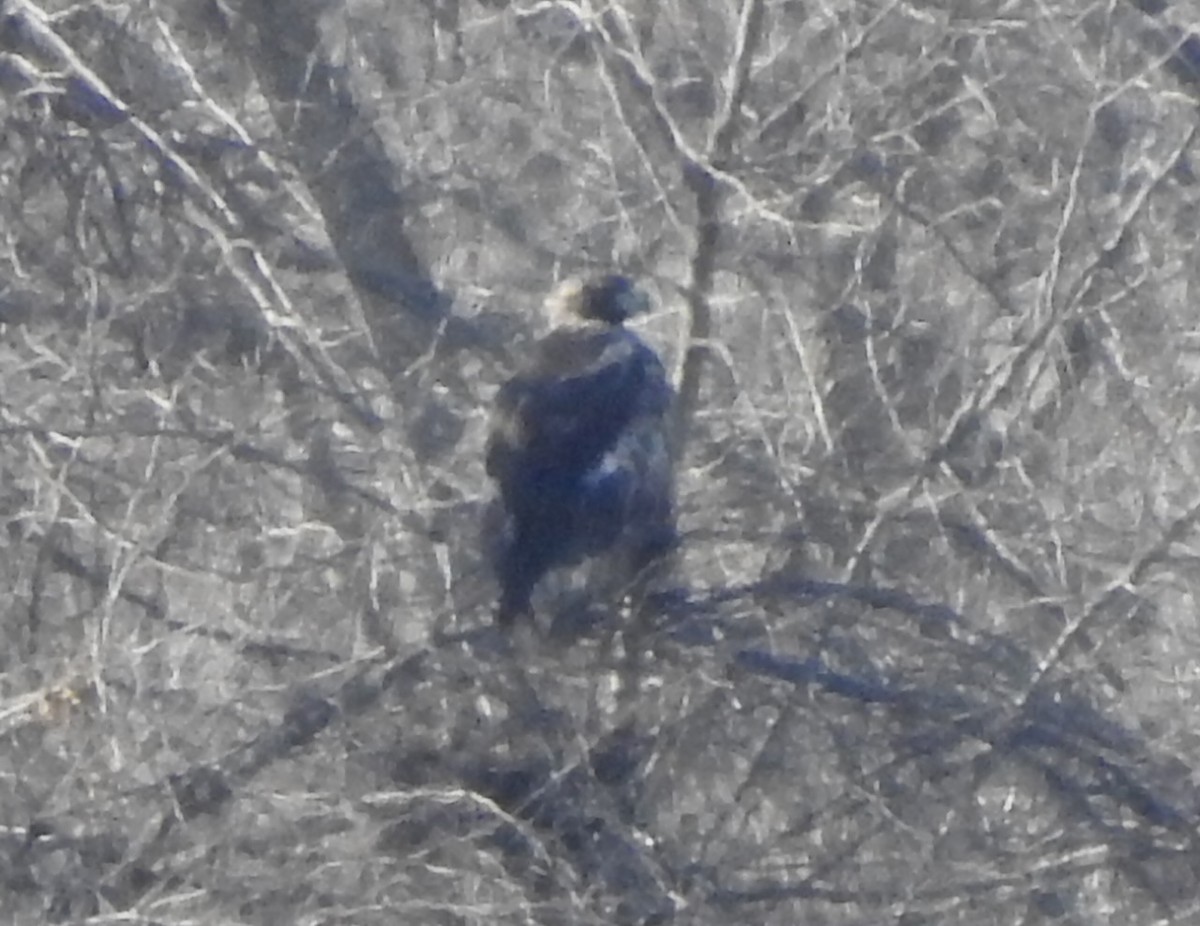 Golden Eagle - ML631881735