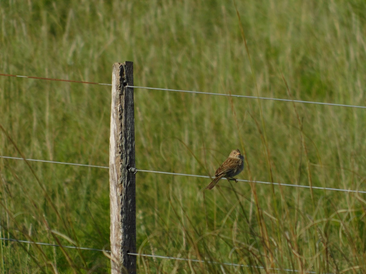 Carbonated Sierra Finch - ML631881923