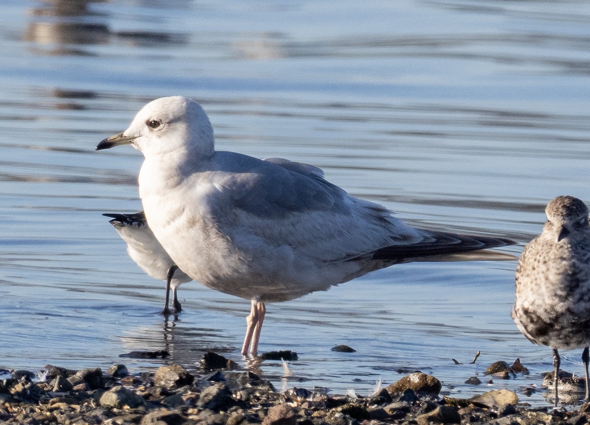 Short-billed Gull - ML631881959