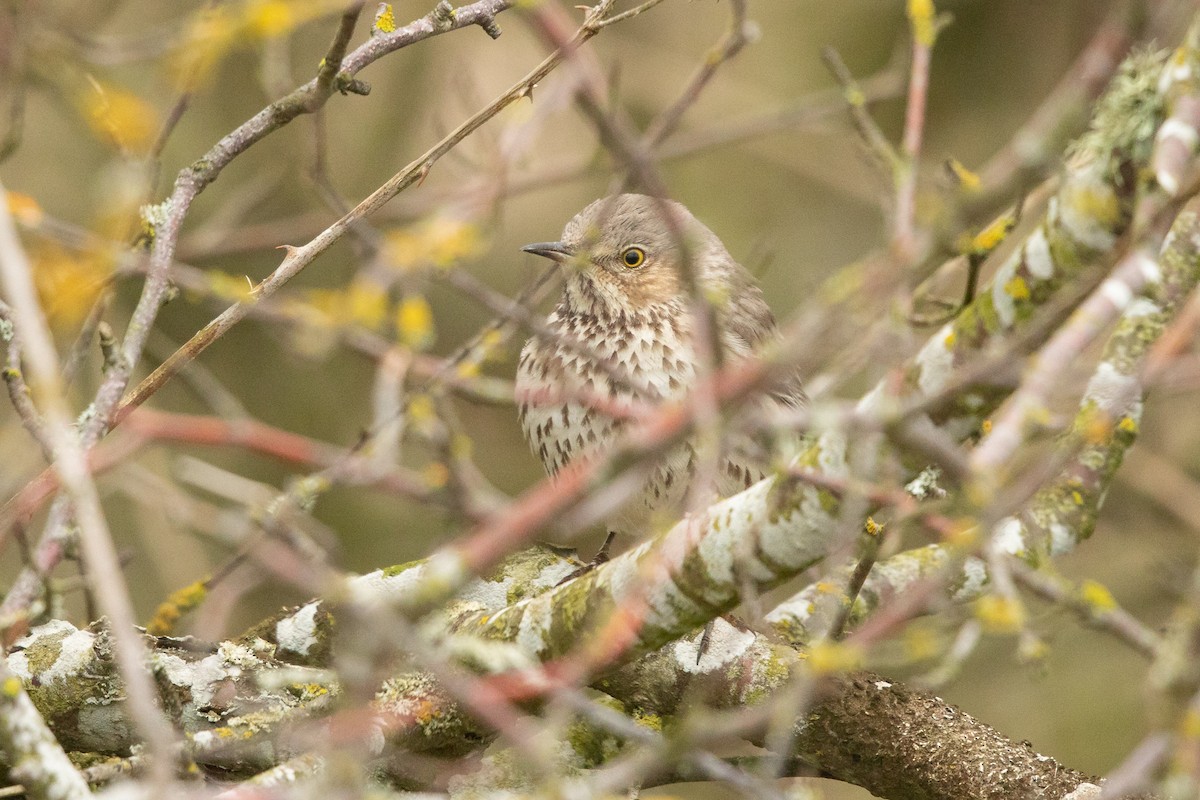 Sage Thrasher - ML631881967