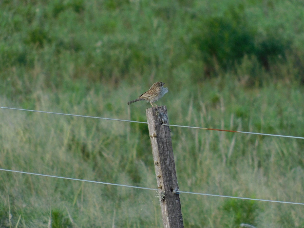 Carbonated Sierra Finch - ML631881983