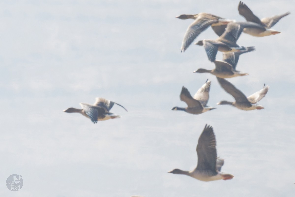 Cackling Goose - ML631882091