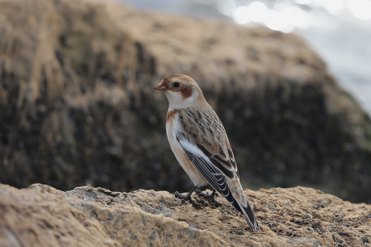 Snow Bunting - ML631882174
