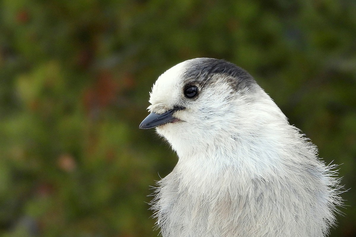 Canada Jay - ML631882353