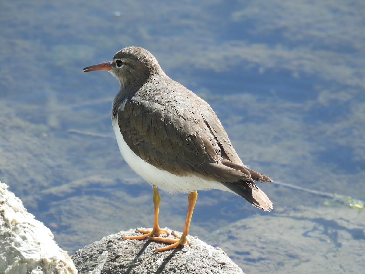 ביצנית נקודה - ML631882414