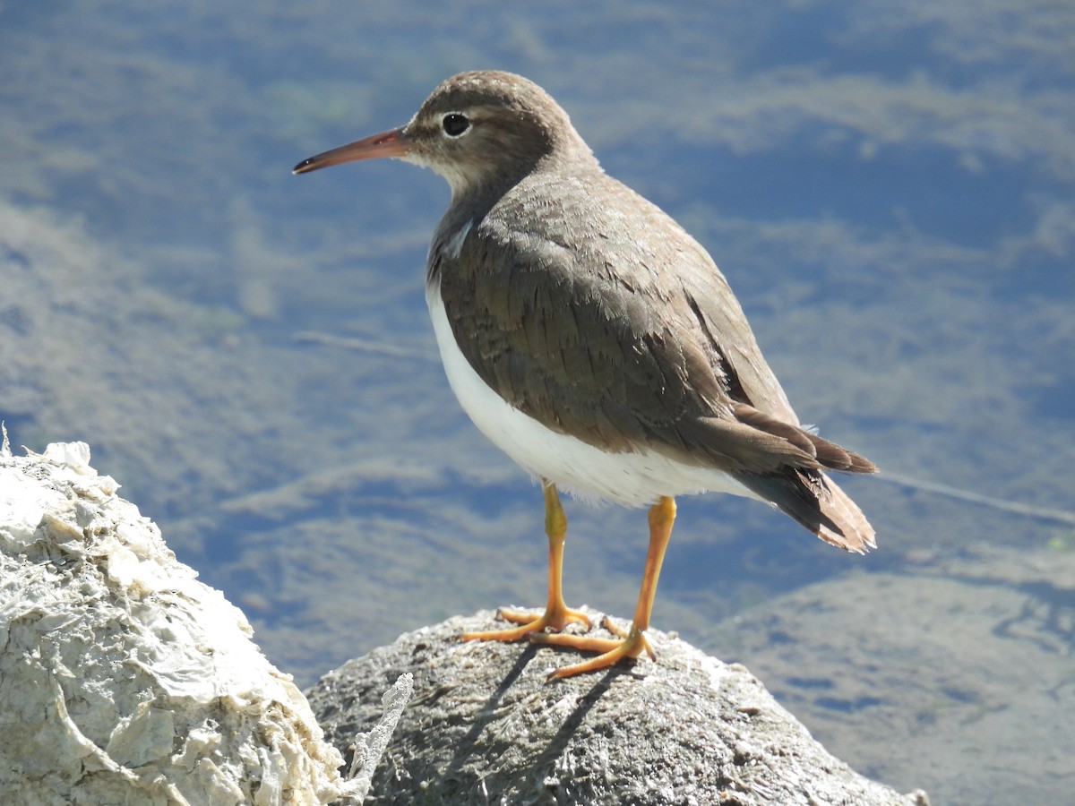 ביצנית נקודה - ML631882415