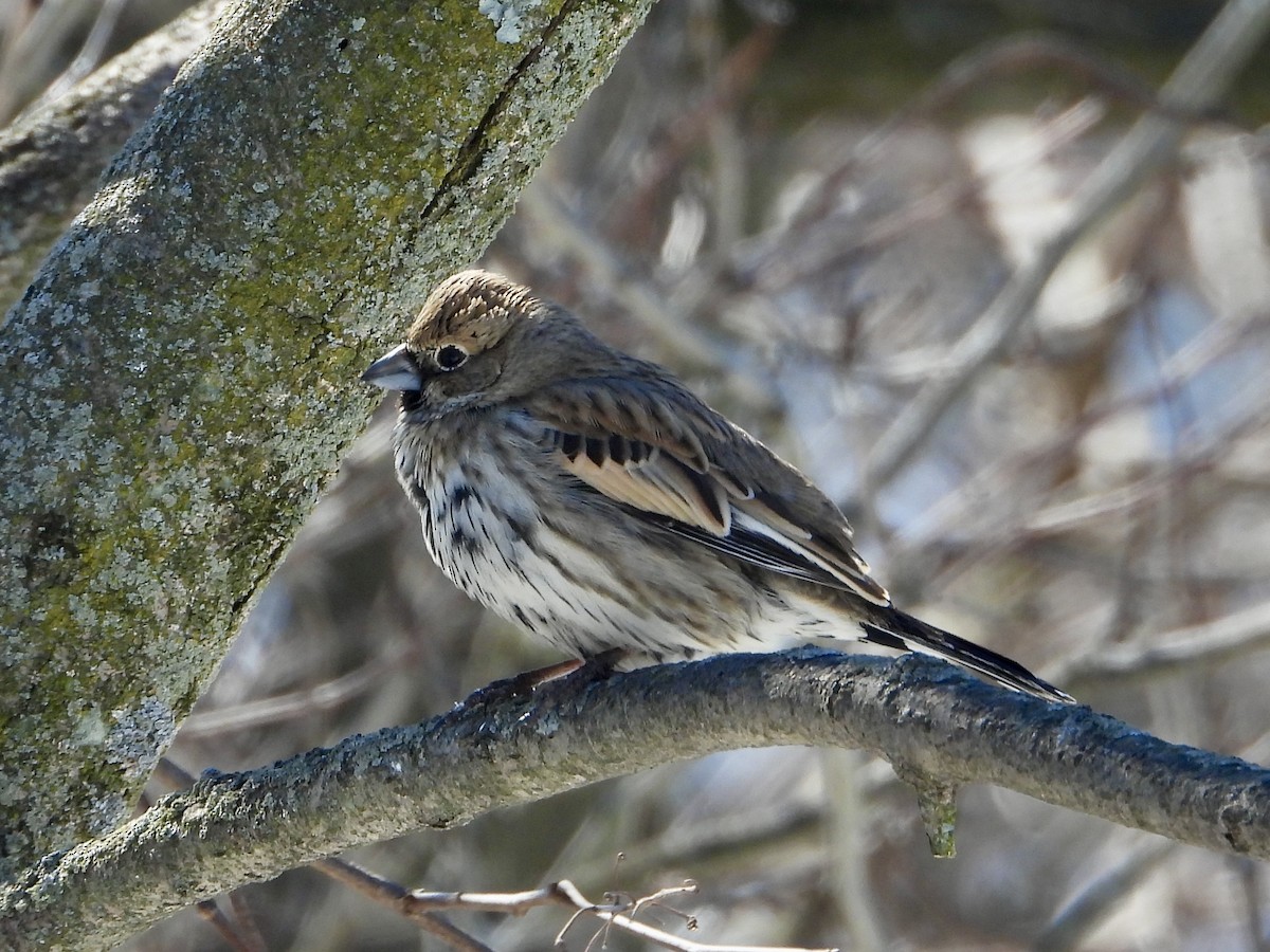 Lark Bunting - ML631882634