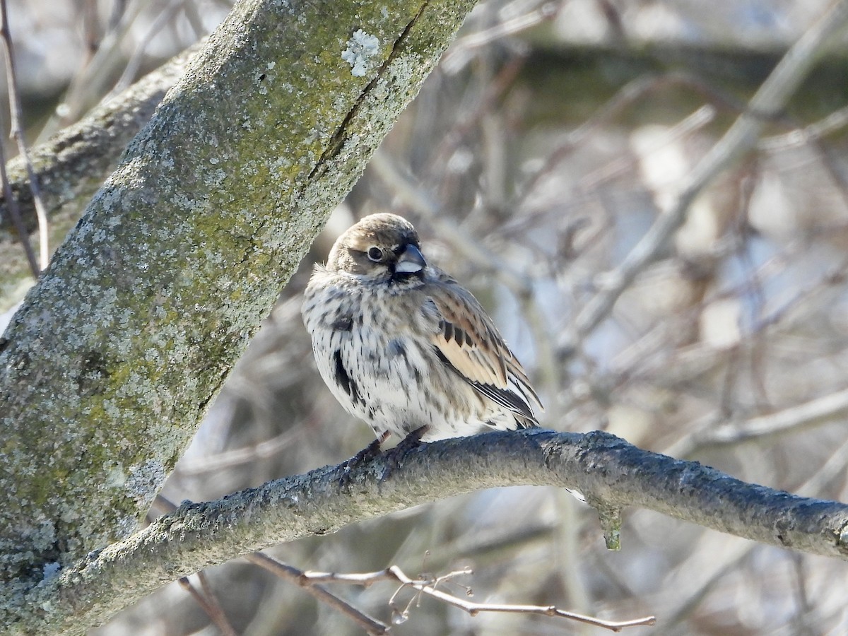 Lark Bunting - ML631882636