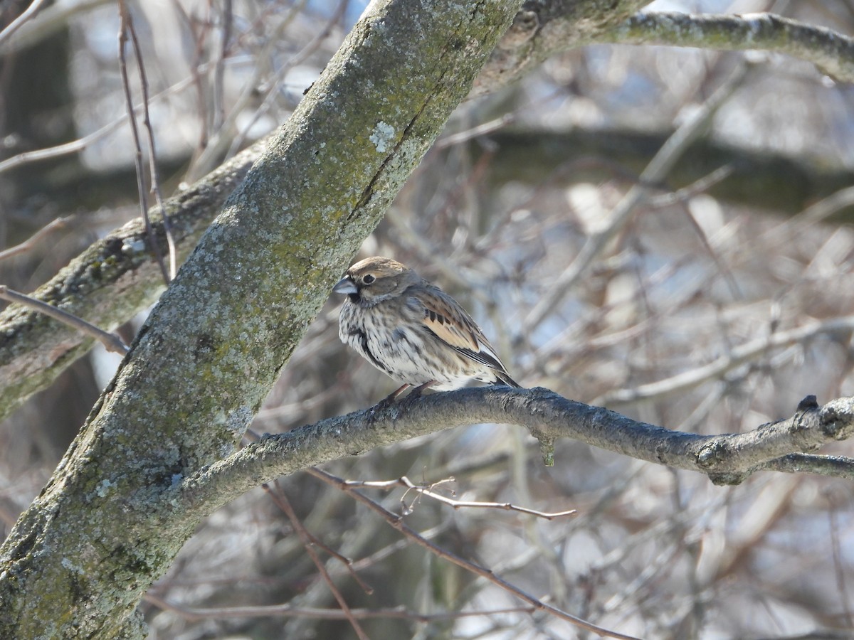 Lark Bunting - ML631882637