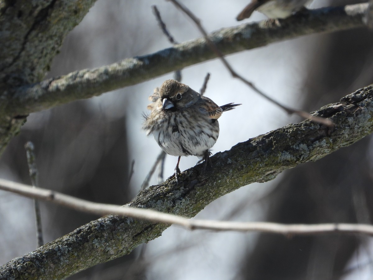 Lark Bunting - ML631882640