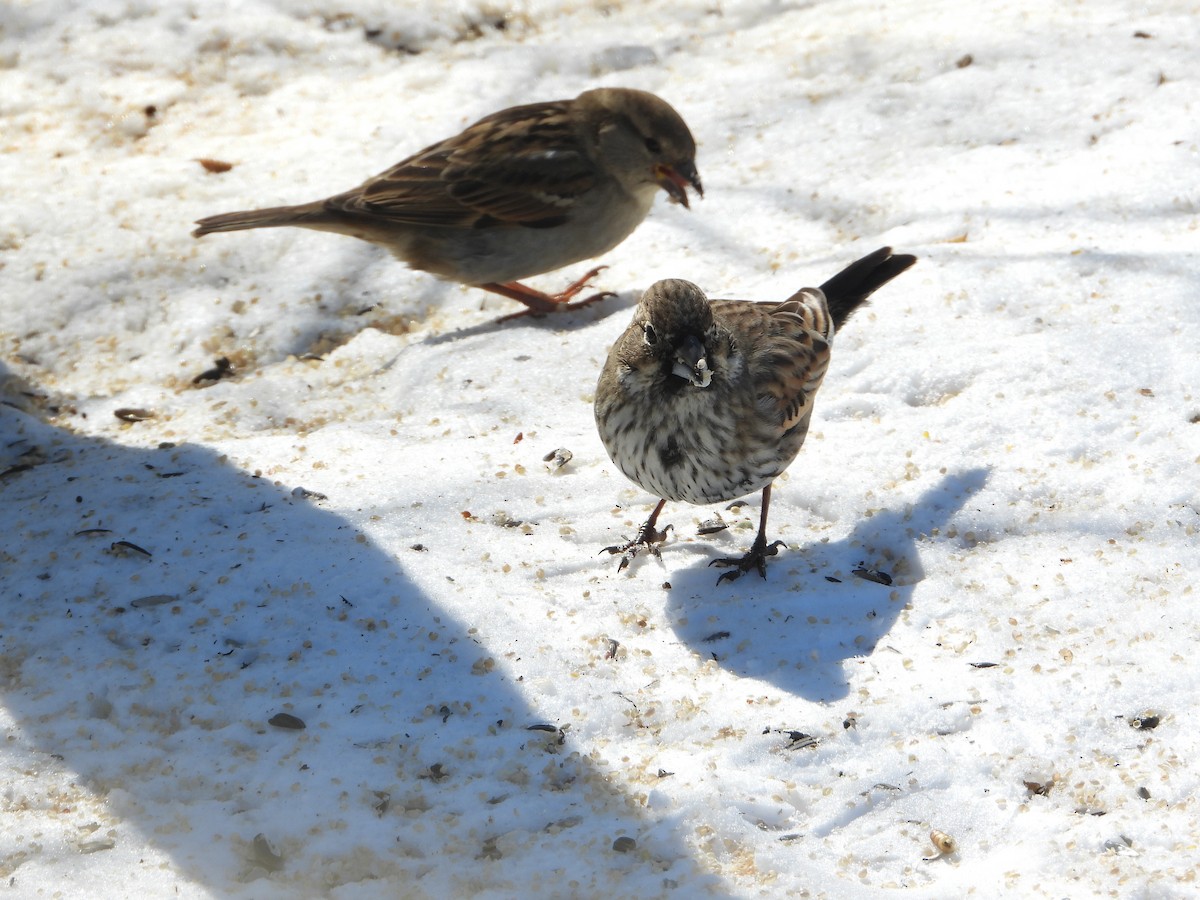 Lark Bunting - ML631882648